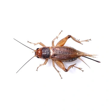 Brune fårekyllinger ca. 50 stk Acheta Domestica